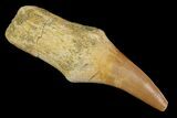 Fossil Rooted Mosasaur Tooth - Morocco #117046-1